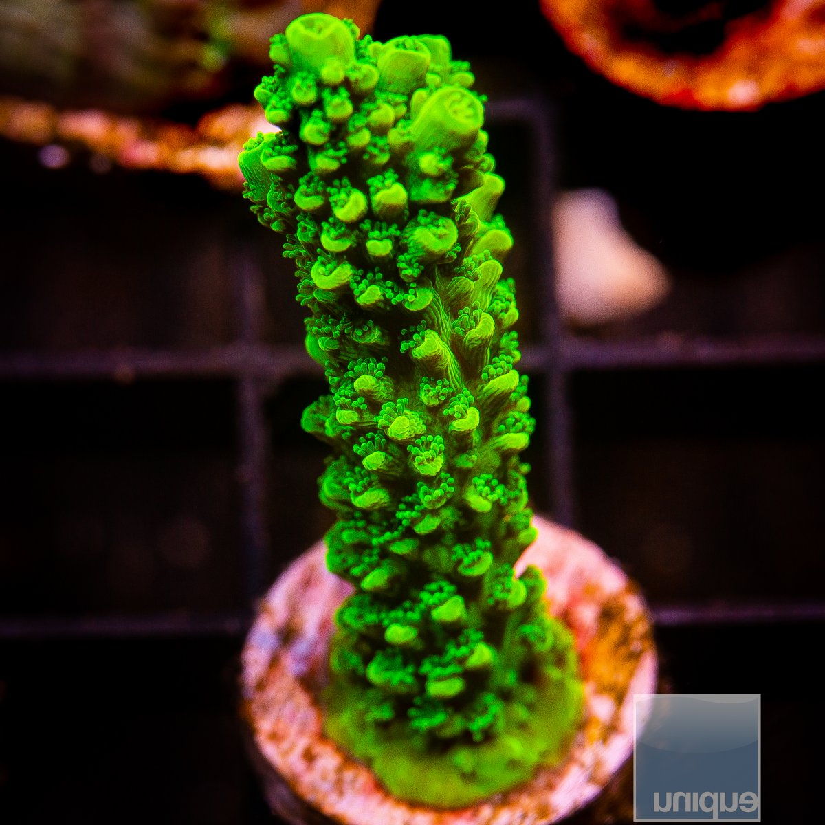 Green Slimer Staghorn 59 32.JPG