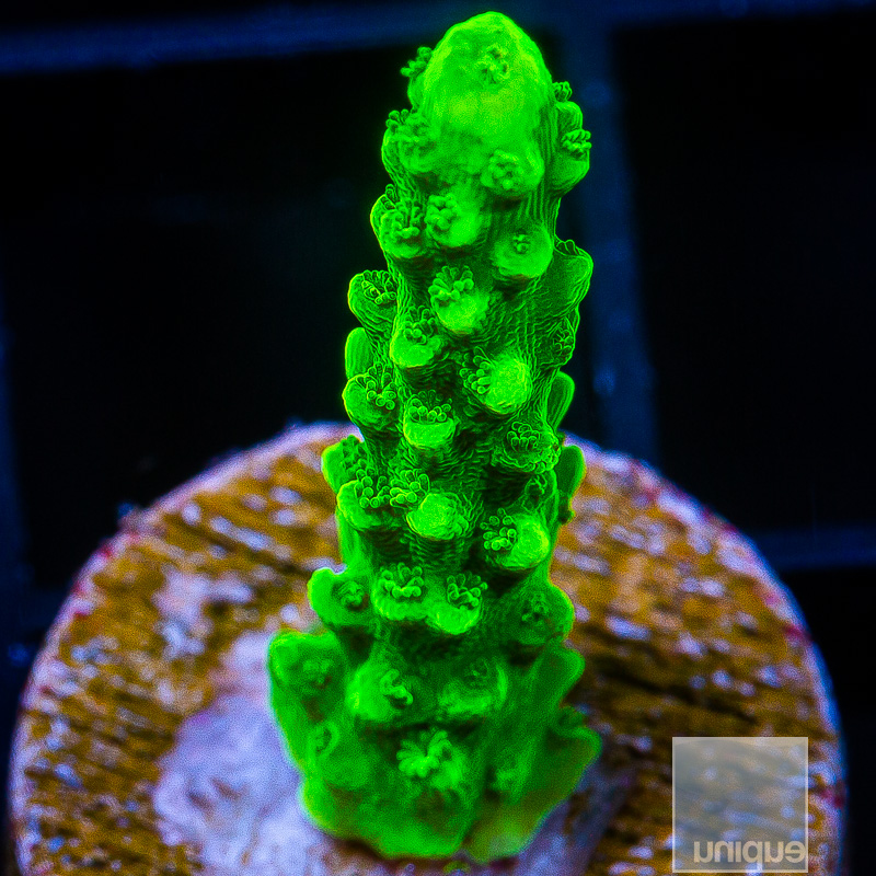 Green Slimer Staghorn 59 36.JPG