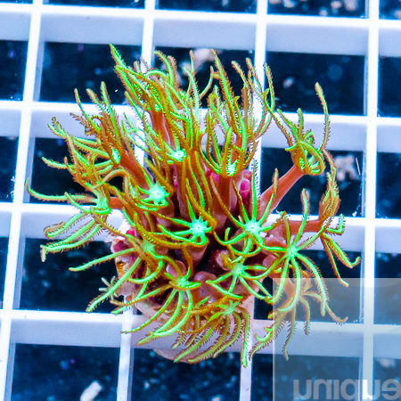 green star polyps 19 5.jpg