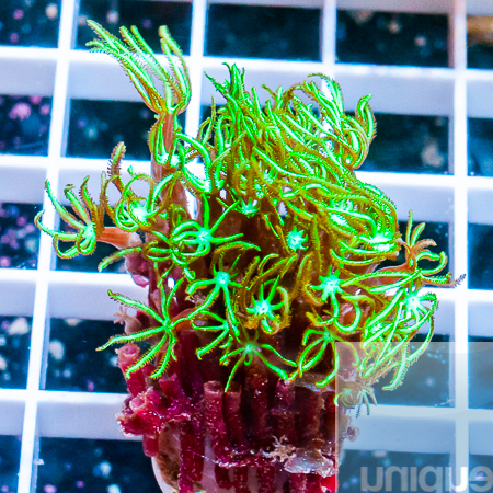 green star polyps 23 9.jpg