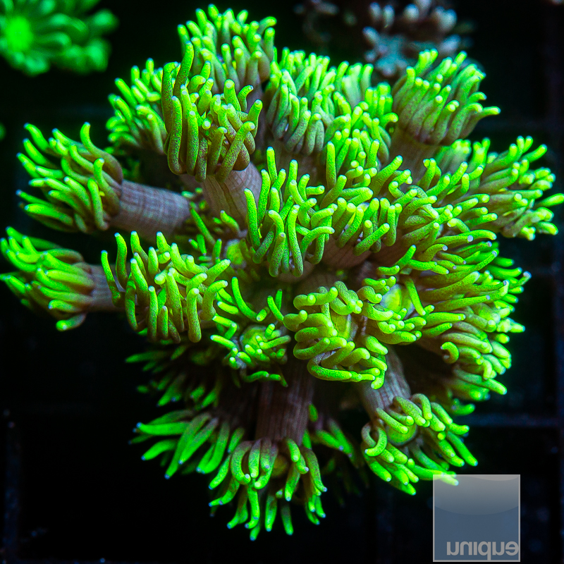 Green Tip Goniopora 39 18.JPG