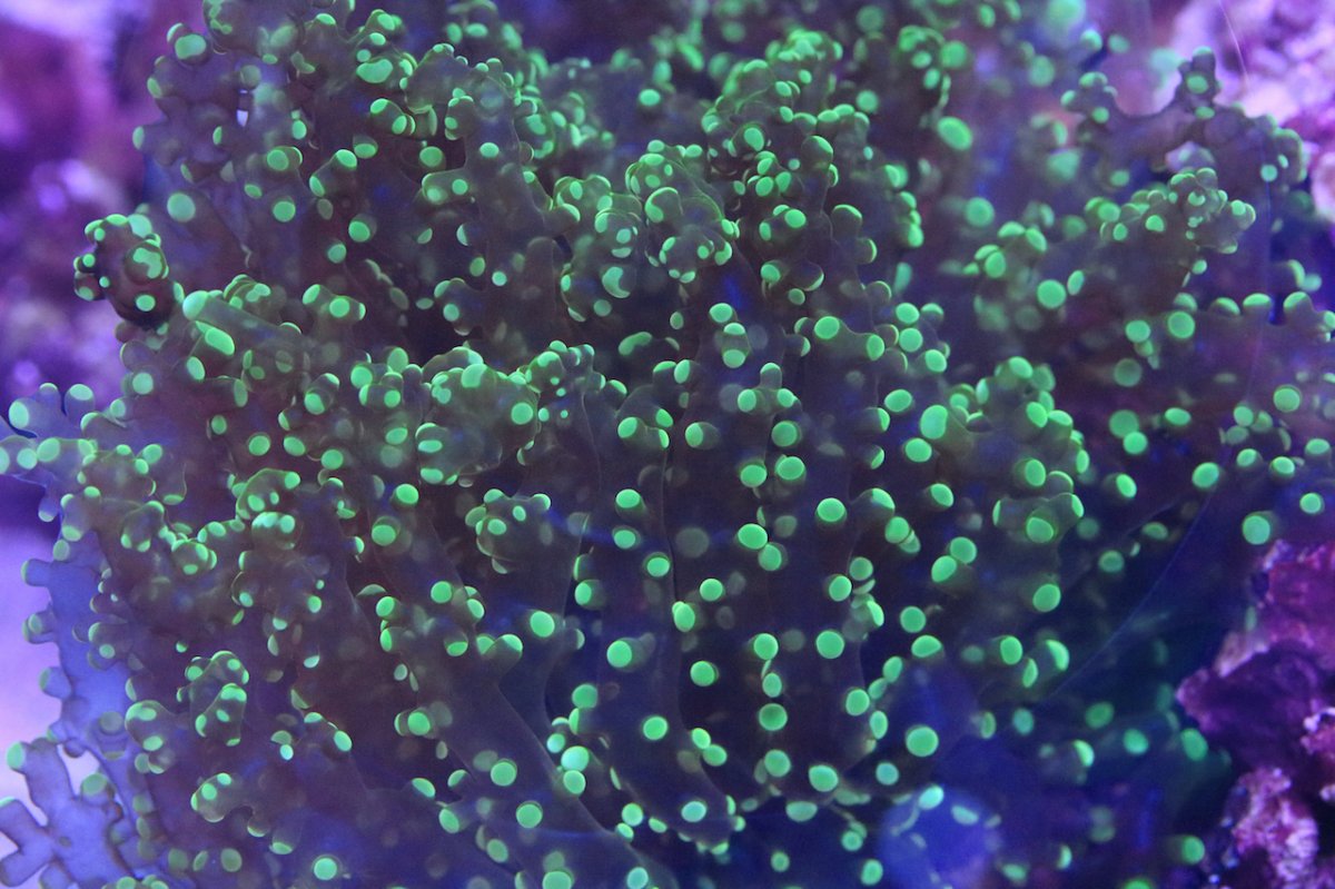 green wall frogspawn for r2r 2.jpg