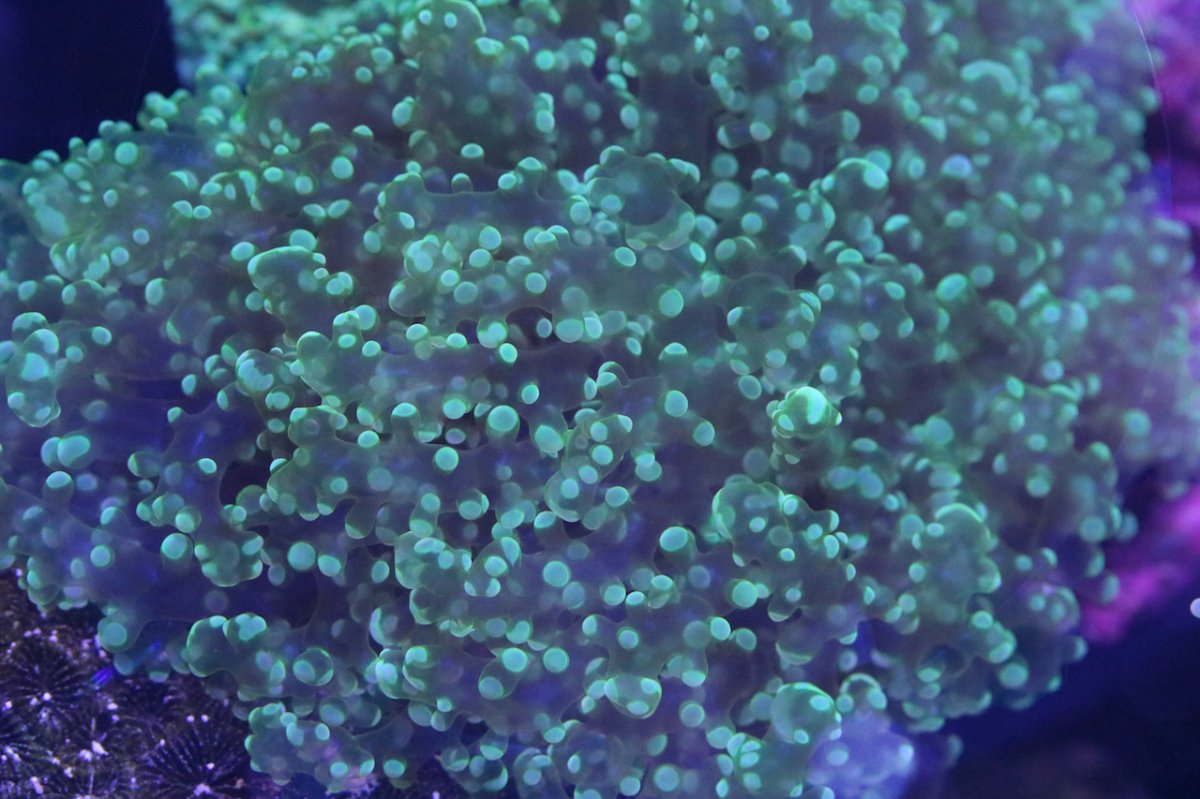 green wall frogspawn for r2r 3.jpg