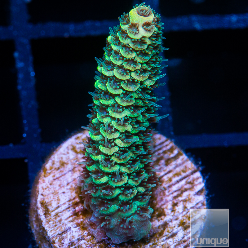 Green Yellow Millepora 69 42.JPG