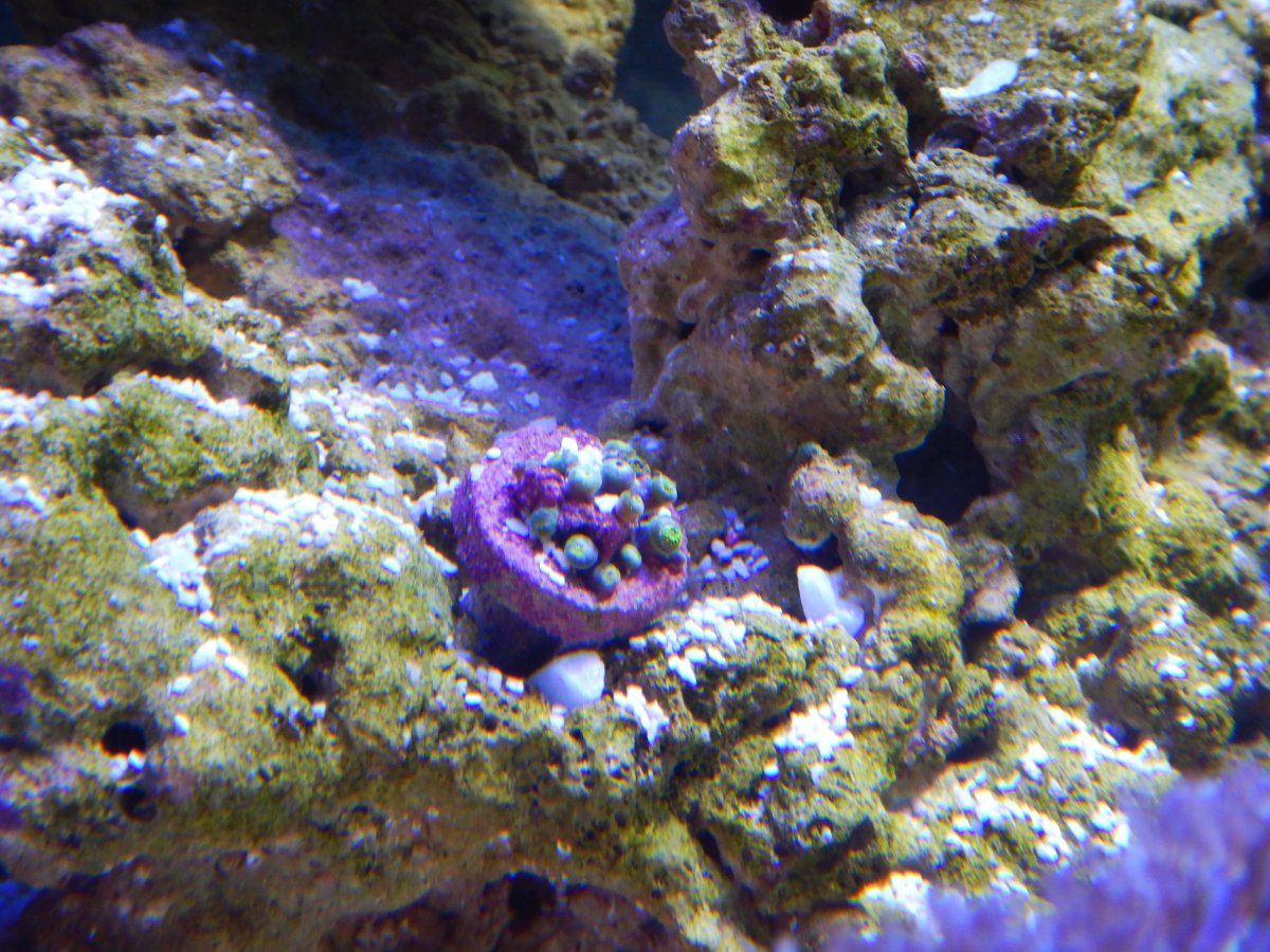 Green zoas.JPG