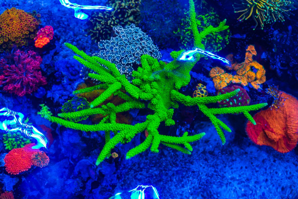 Green_Slimer_Acropora_9128.jpg