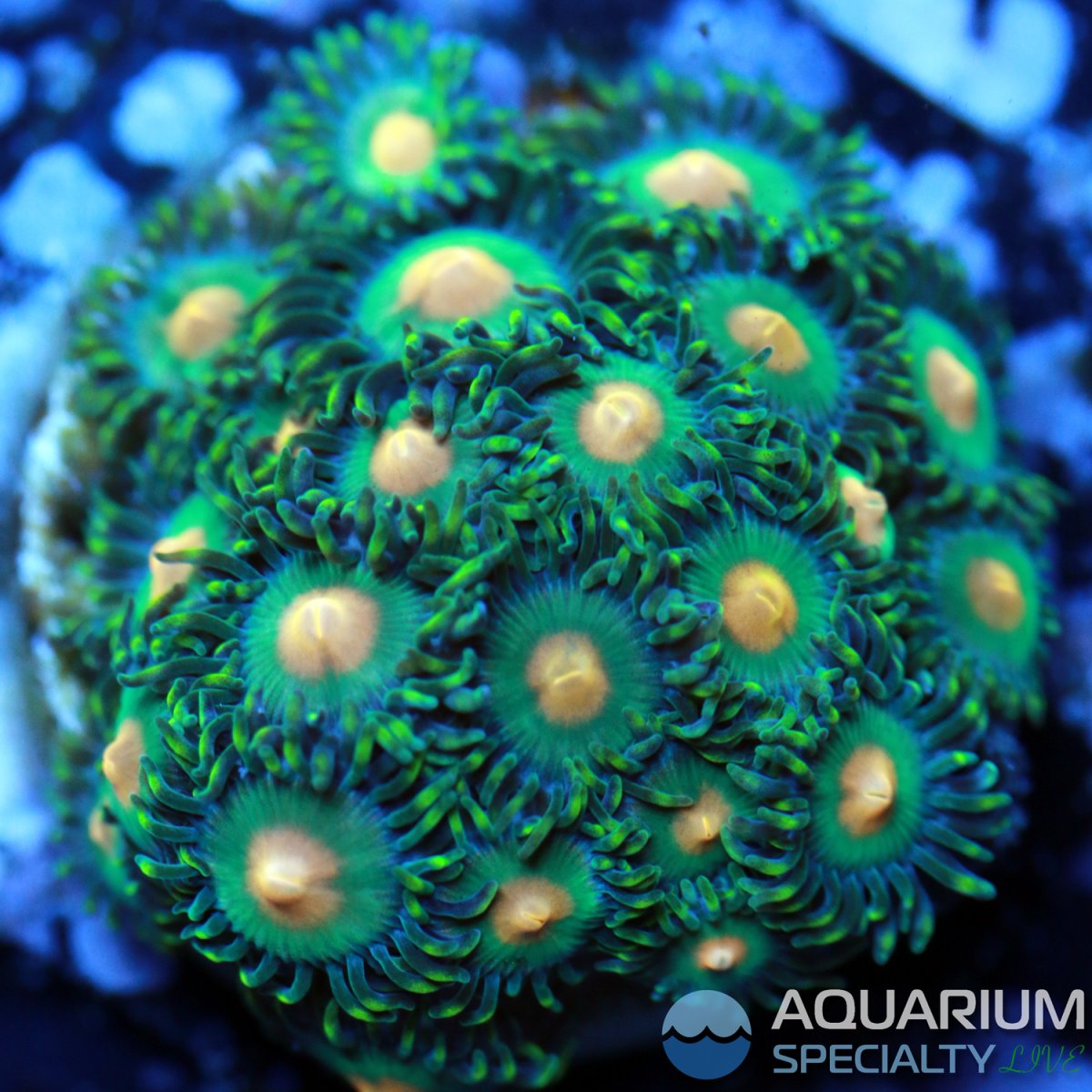 Greenbay-Packers-Zoa.jpg