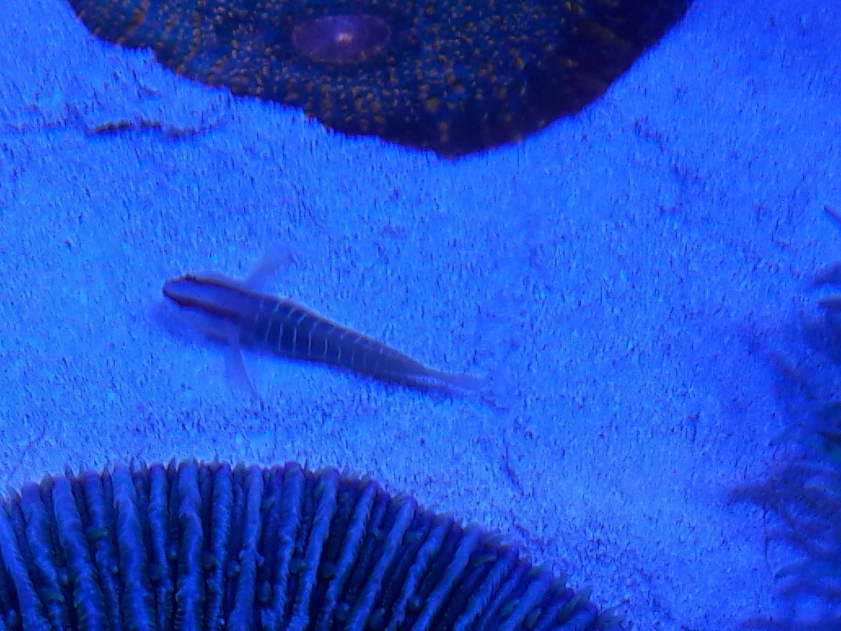 greengoby2.jpg