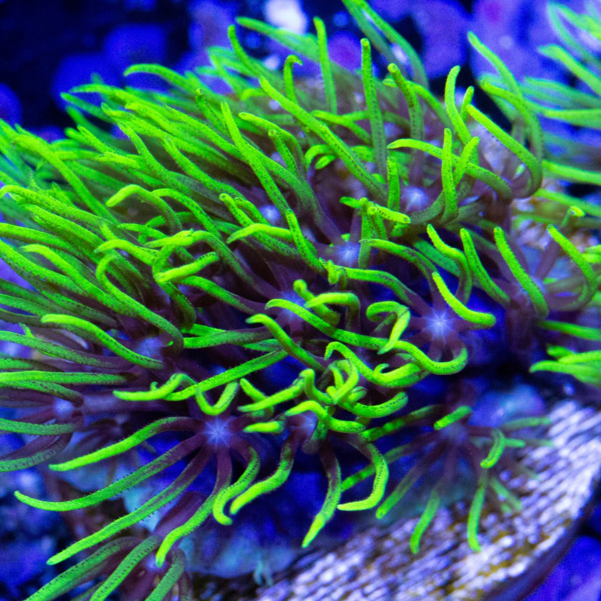 greenstarpolyps5001.jpg