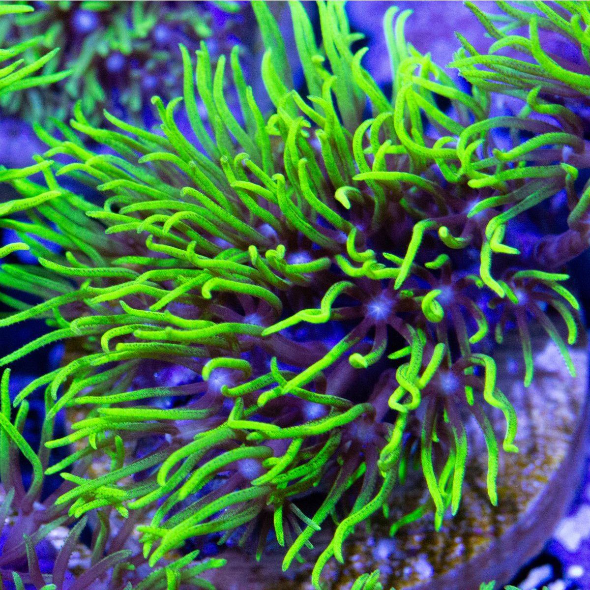 greenstarpolyps5003.jpg