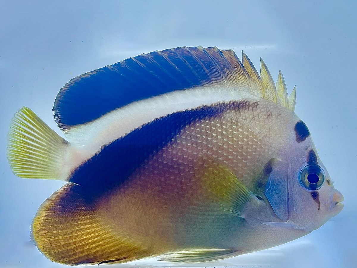 Griffis Angelfish 1.jpg