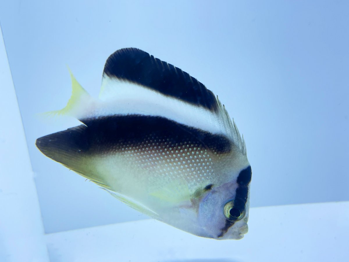 Griffis Angelfish 3.jpg