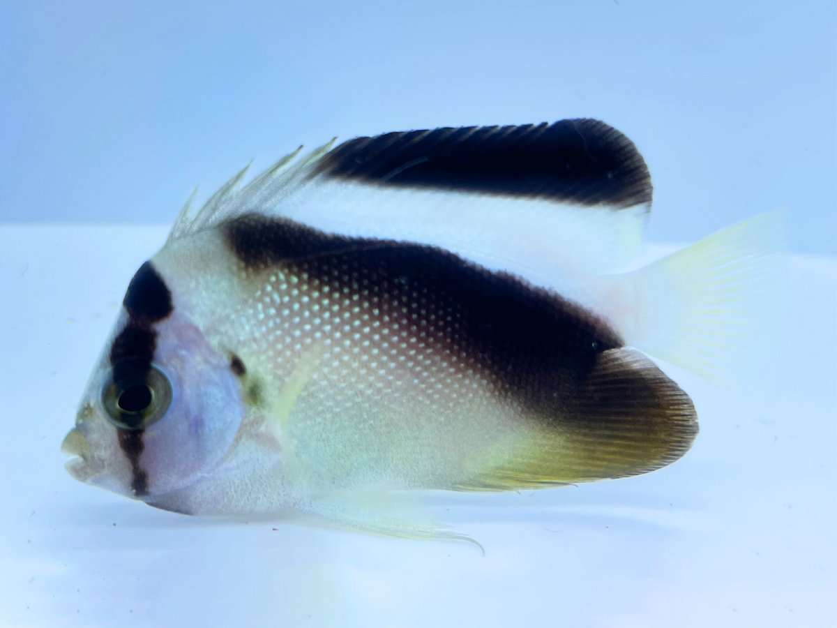 Griffis Angelfish 4.jpg