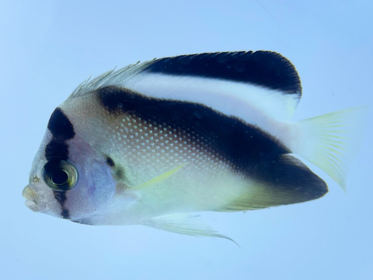 Griffis Angelfish.jpg