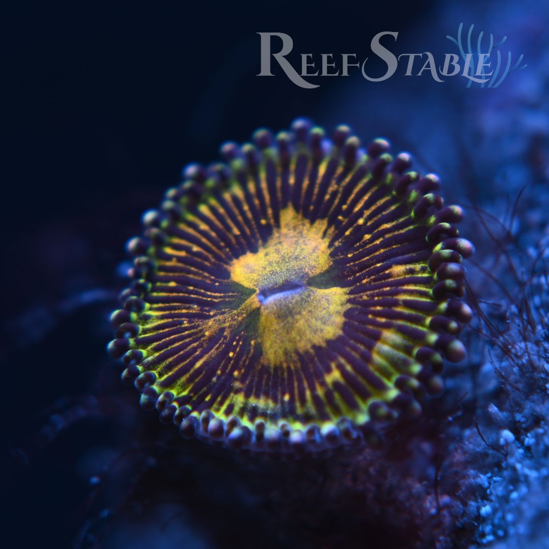 grim-reaper-zoa.jpg