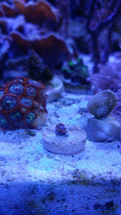 grow out zoa.jpg