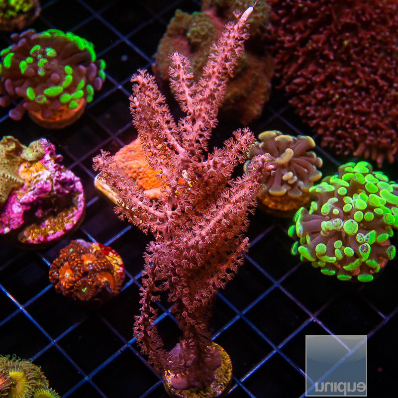 Grubes Gorgonian Growout 139 82.JPG