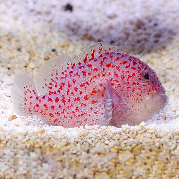 Gumdrop Coral Croucher (Caracanthus madagascariensis).jpg