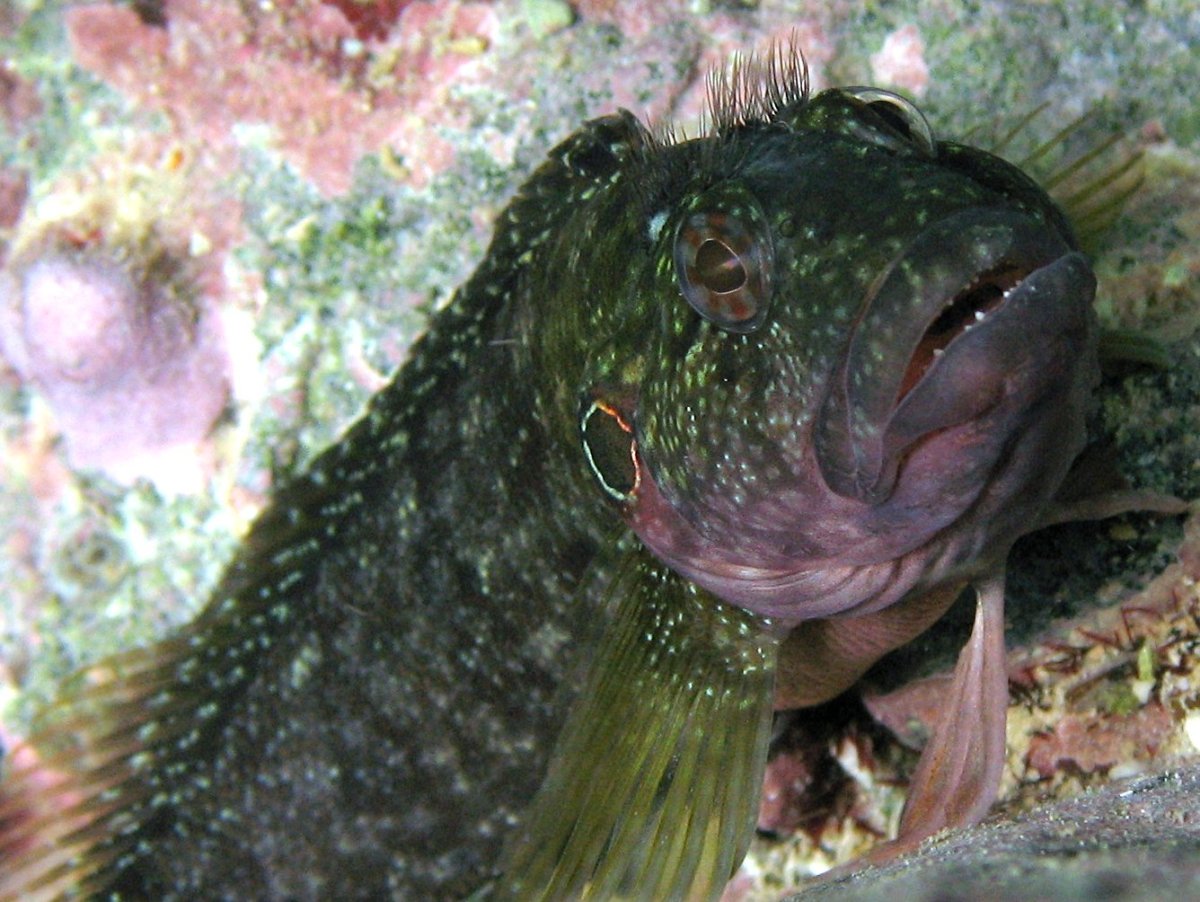 hairyblenny3.jpg