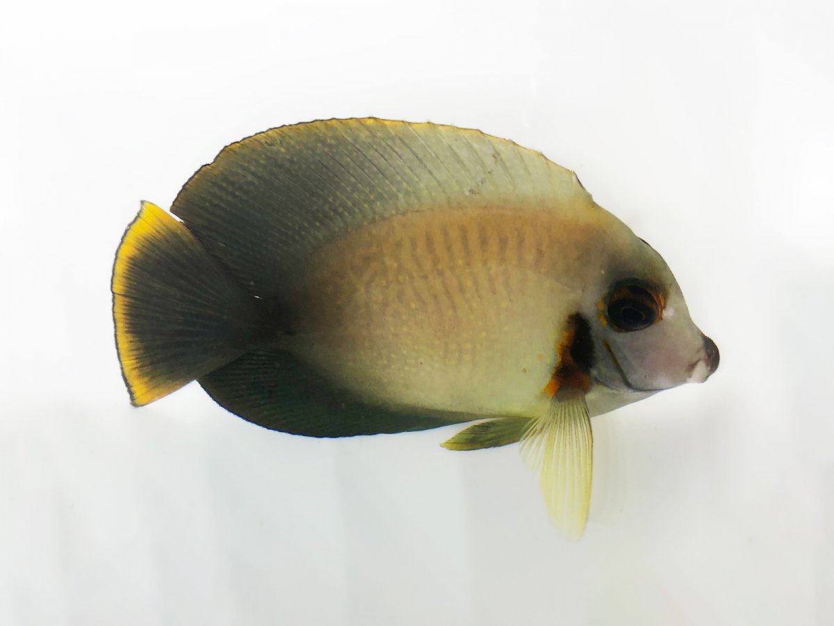 Halfblack Tang.jpg