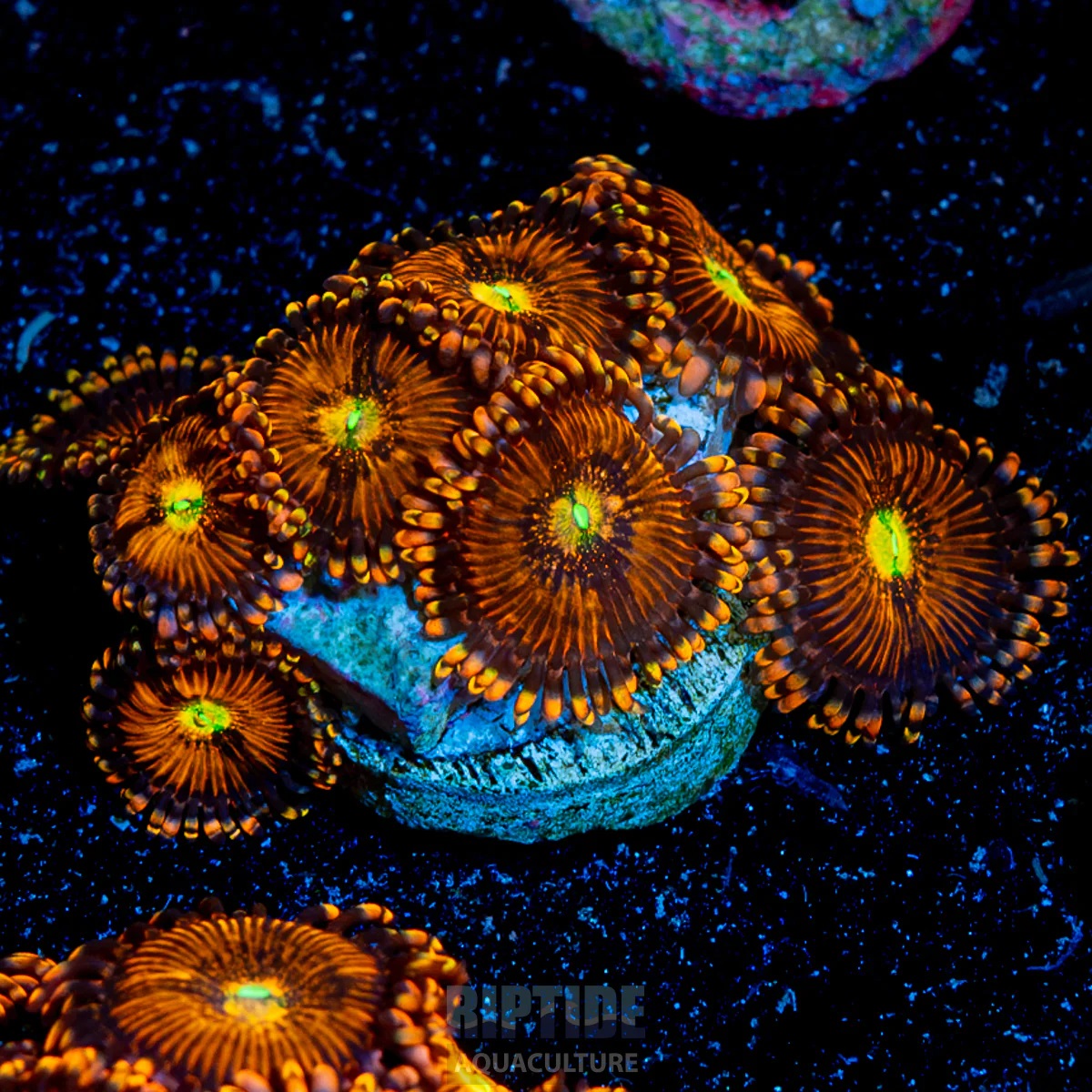 Halle Berry Zoas.jpg