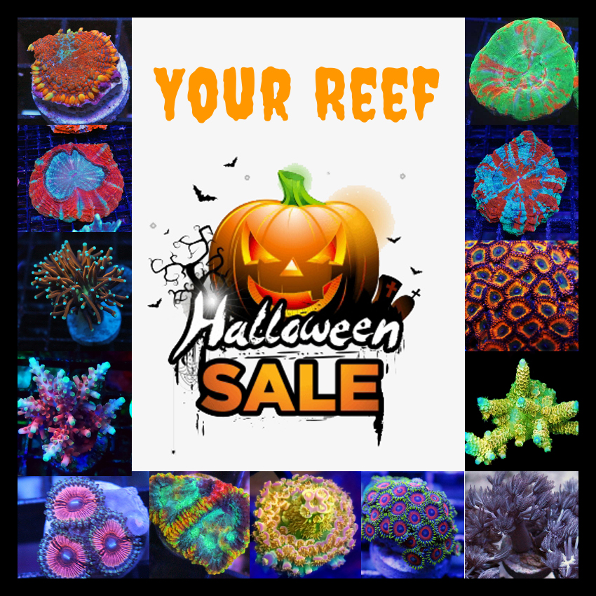 Halloween Sale.jpg