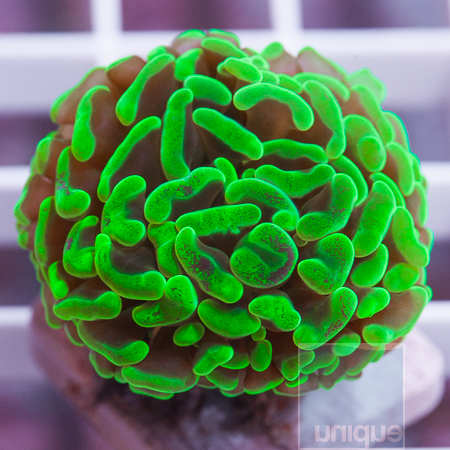 hammer coral 24 39 (2).jpg