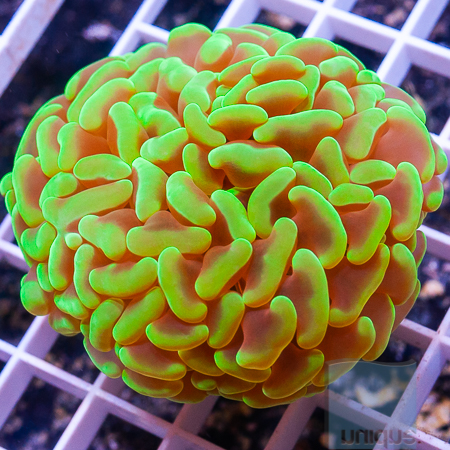 Hammer coral 39 59.jpg