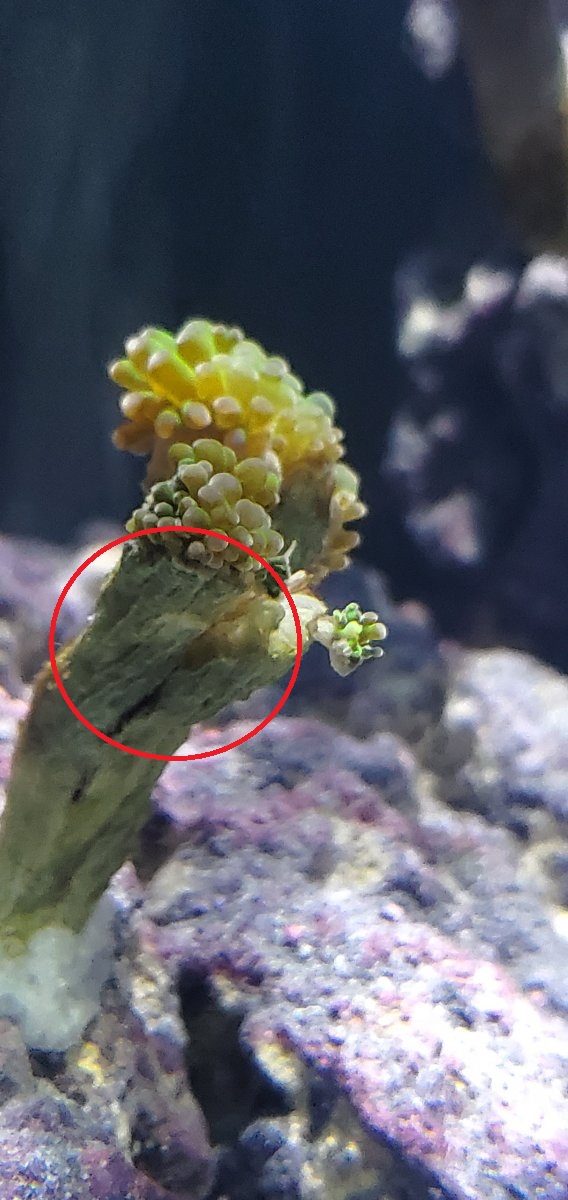 hammer coral.jpg