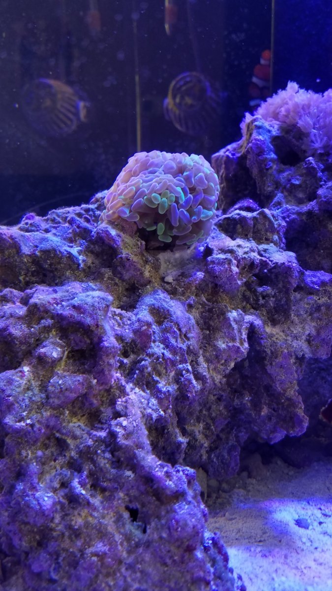 hammercoral.jpg