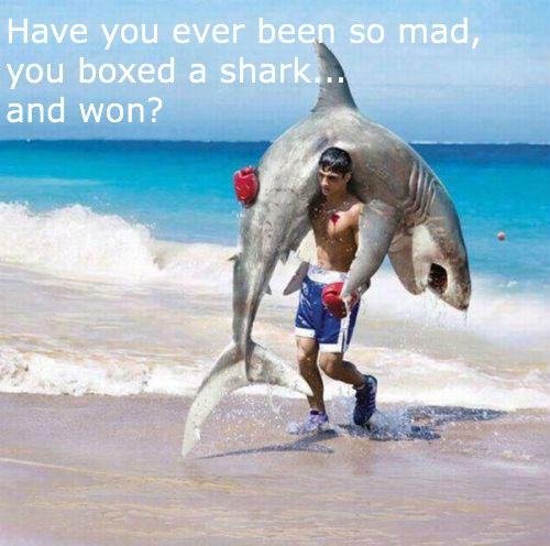 Have-You-Ever-Been-So-Mad-You-Boxed-A-Shark-And-Won-Funny-Meme-Image.jpg