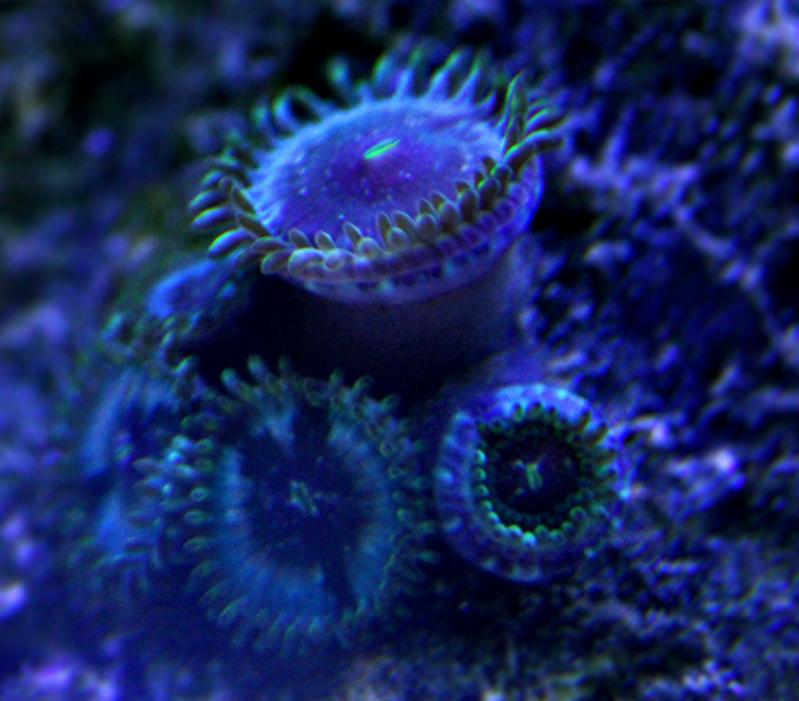 hawaian_zoanthids_by_desaad37-d7af3v0.jpg