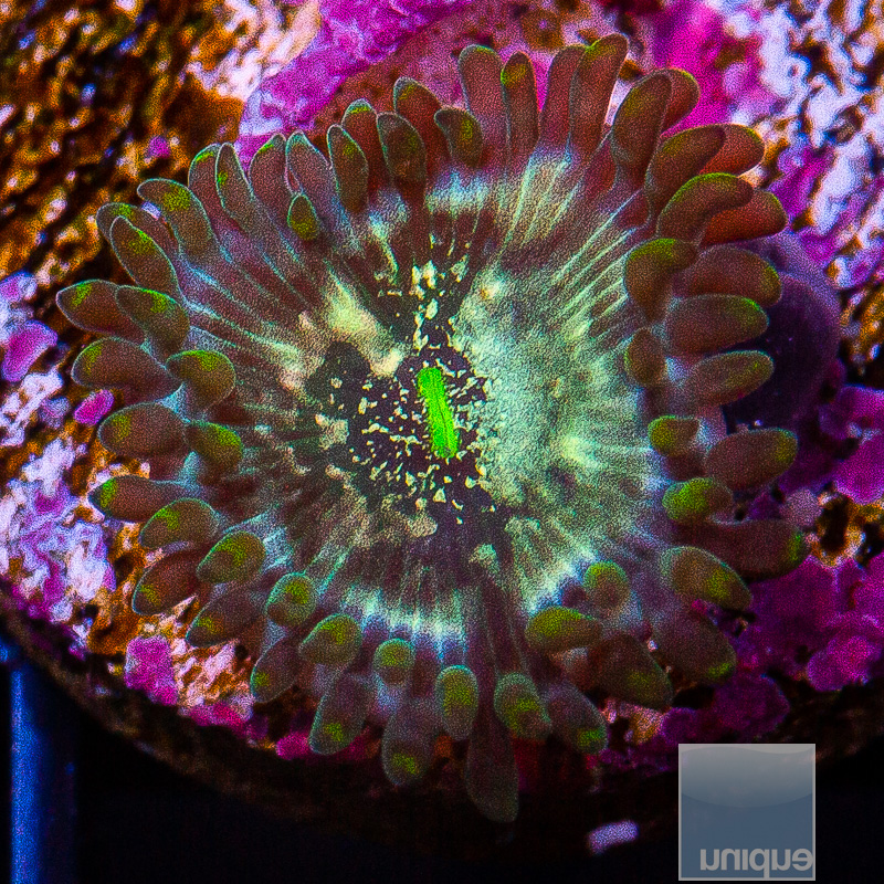 Hawaiian People Eater Zoanthid 10 5.JPG