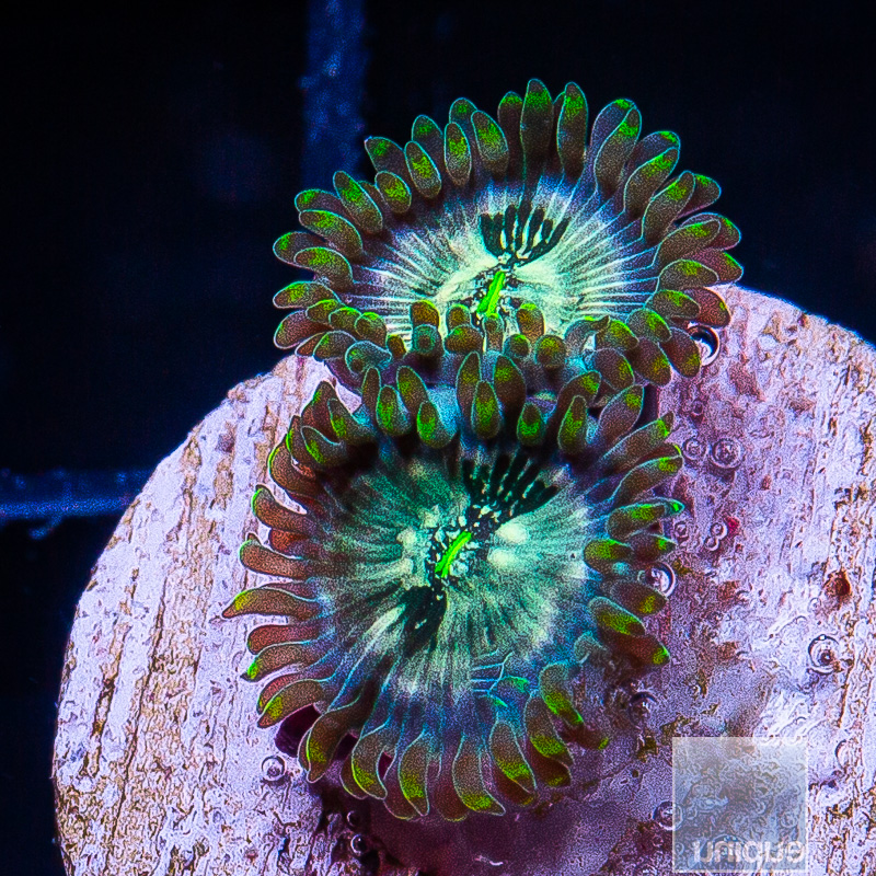 Hawaiian People Eater Zoanthid 22 10.JPG