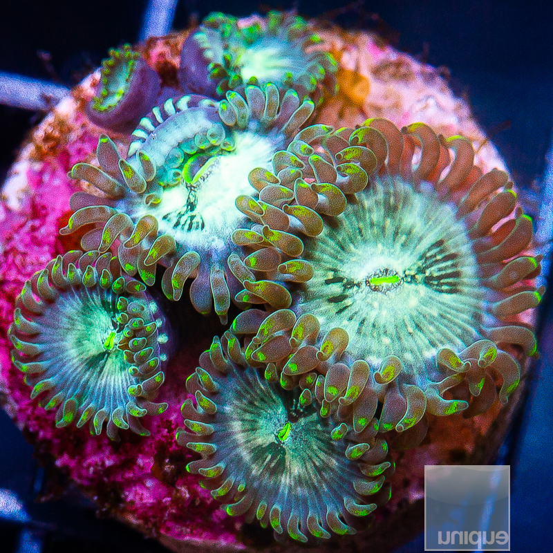 hawaiian people eater zoanthid 44 26.jpeg