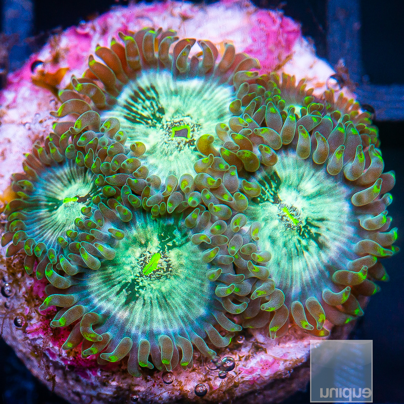 Hawaiian People Eater Zoanthid 49 26.JPG