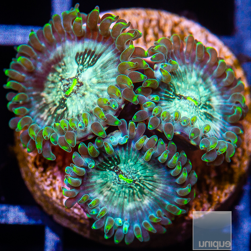 Hawaiian People Eater Zoanthid 59 22.JPG