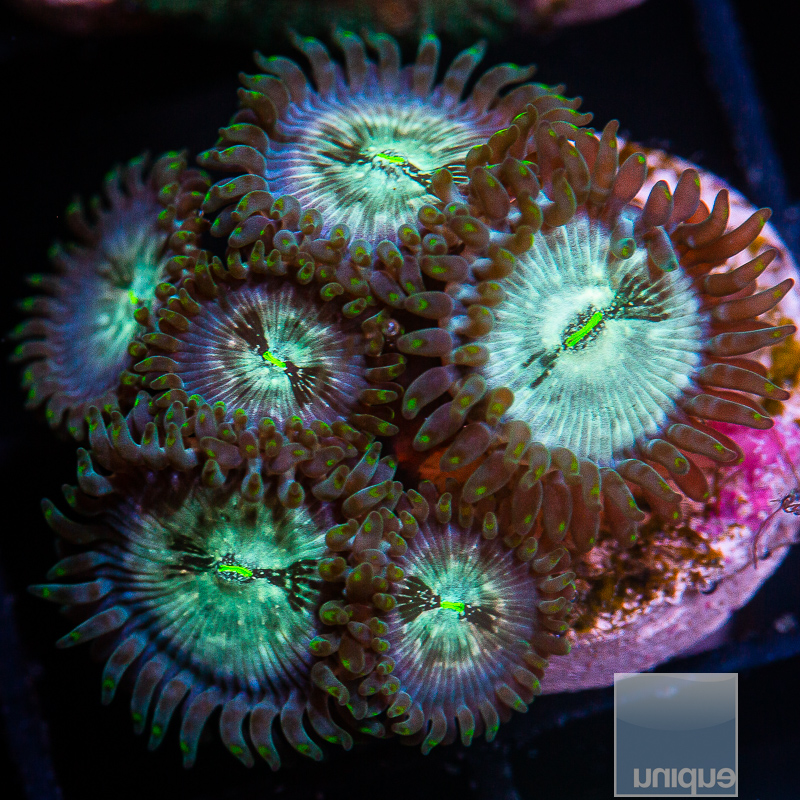 Hawaiian People Eater Zoanthid 89 46.JPG