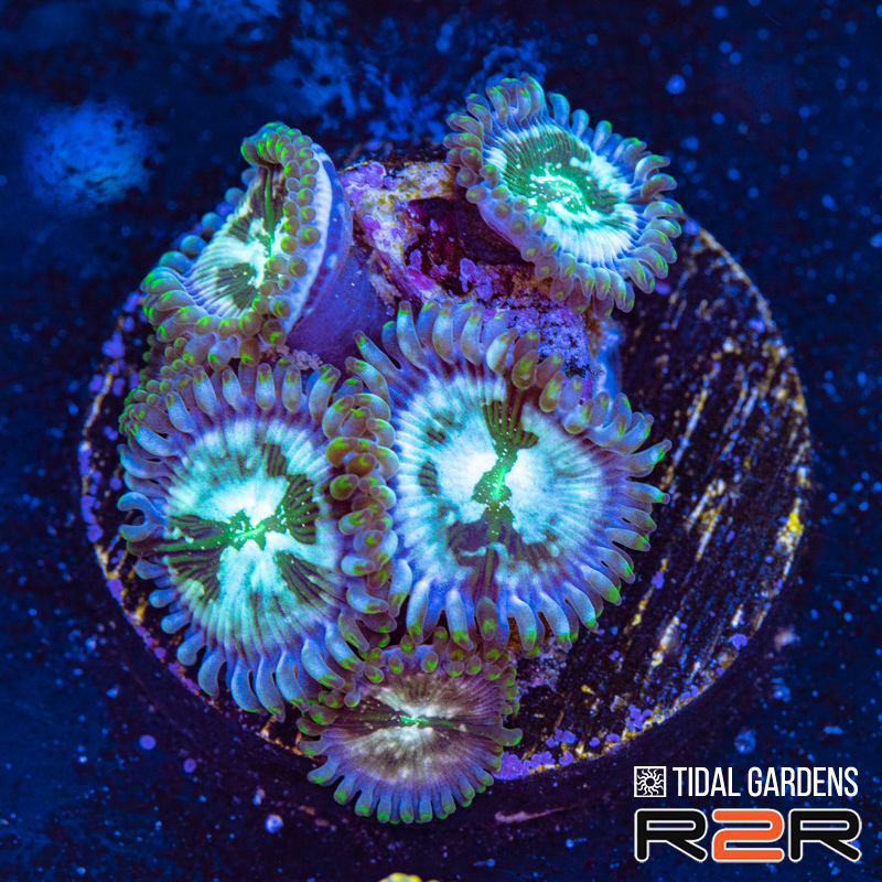 Hawaiin Sucker Punch Zoa.jpg