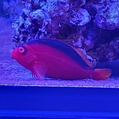 Hawkfish 1.jpg