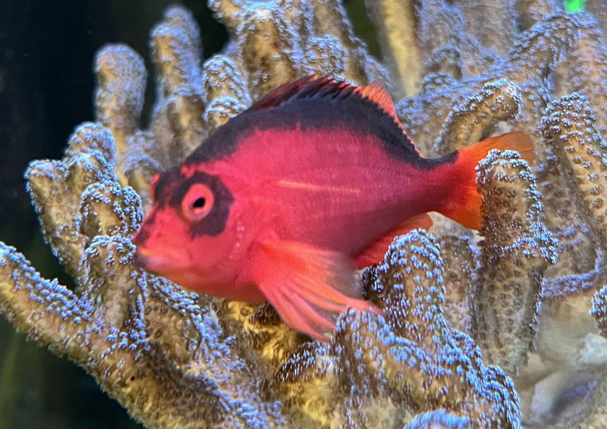 HawkFish.jpg