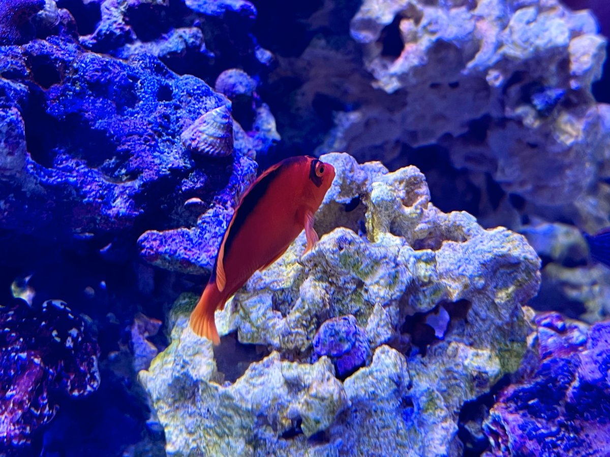 hawkfish.jpg