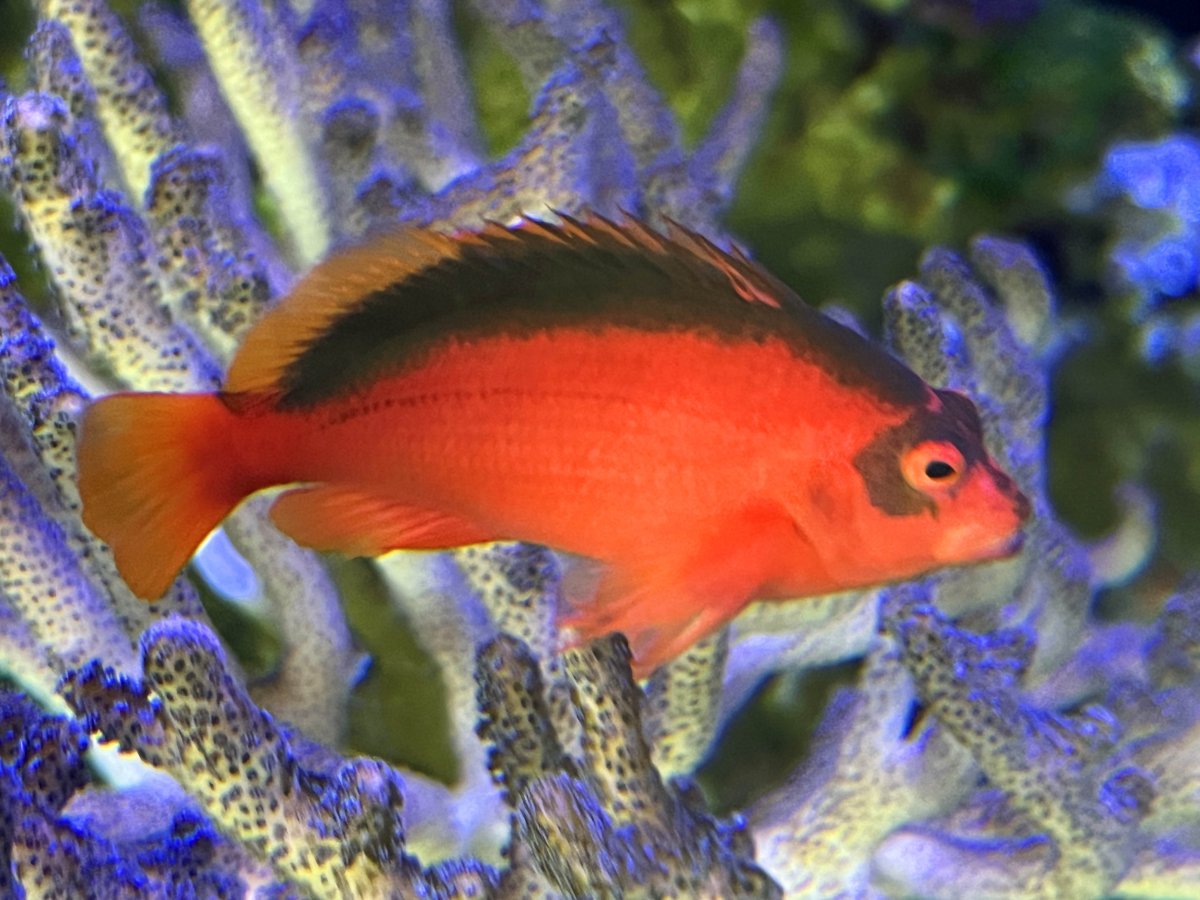 HawkFish3.jpg