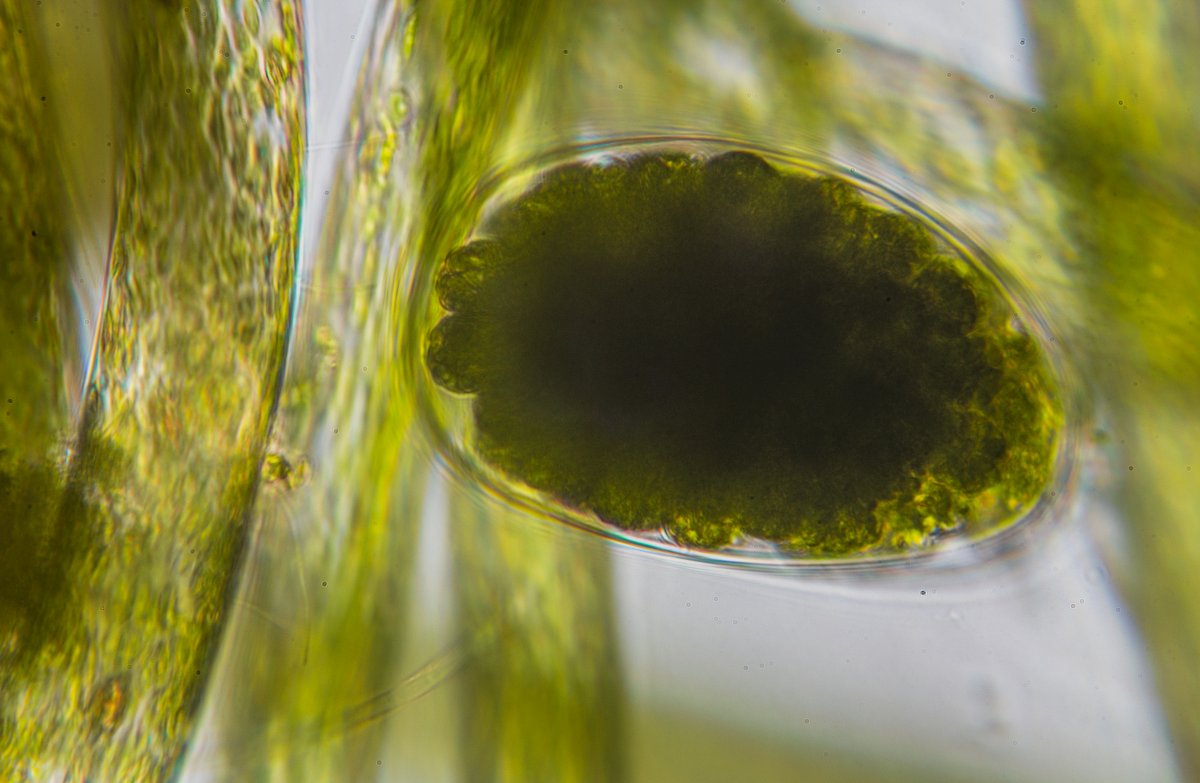 HDR - seed pod.jpg