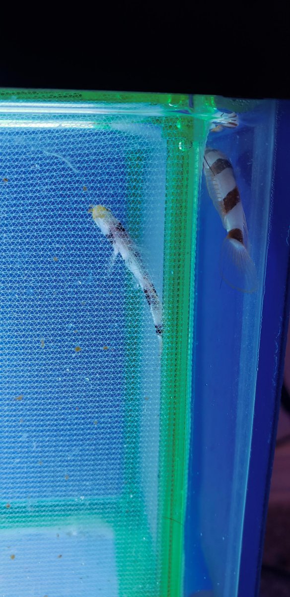 Hi fin gobies pair 2.jpg