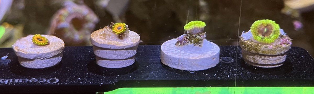 HighEnd_Zoa_2.jpg