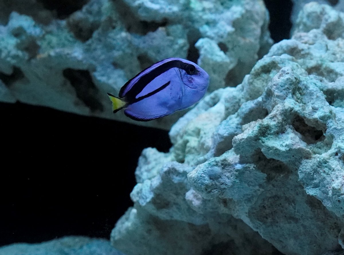 Hippo Tang_8_21_2021 Crop.jpg