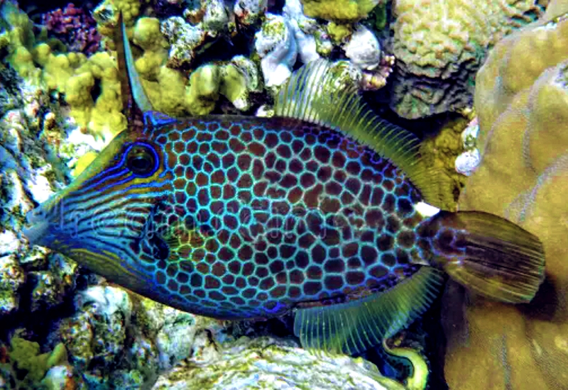 Honeycomb Filefish (Cantherhines Pardalis) .jpg