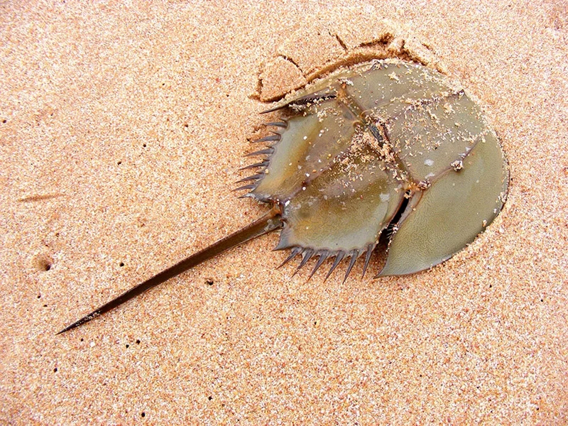 HORSESHOE CRAB.   9.jpg