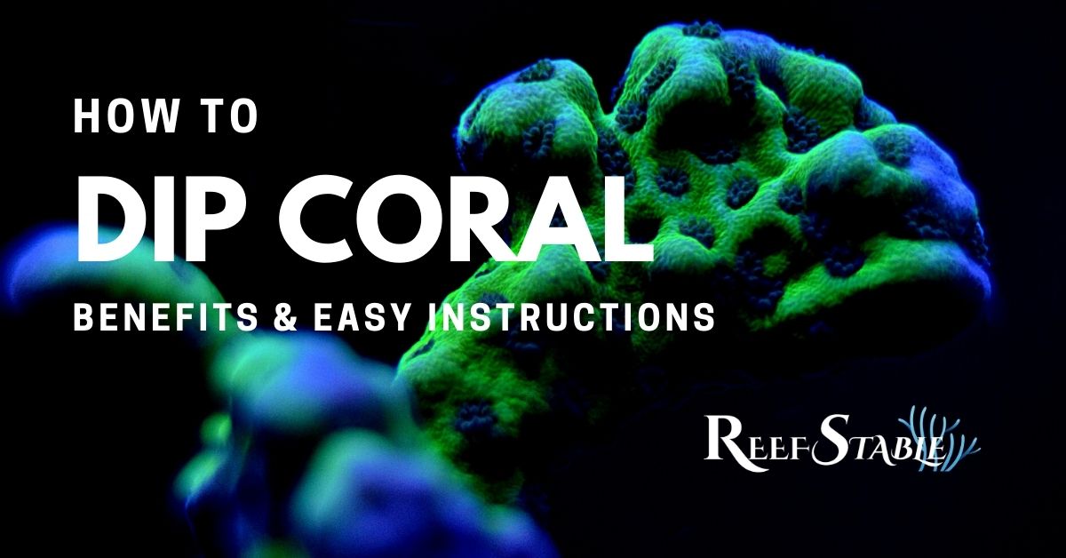 how-to-dip-coral.jpg